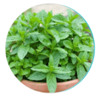Peppermint