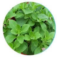 Stevia